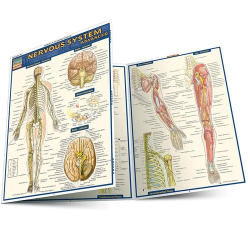 Nervous System Advanced Reference Guide