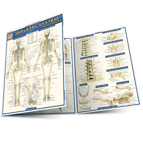 Skeletal System Advanced Reference Guide