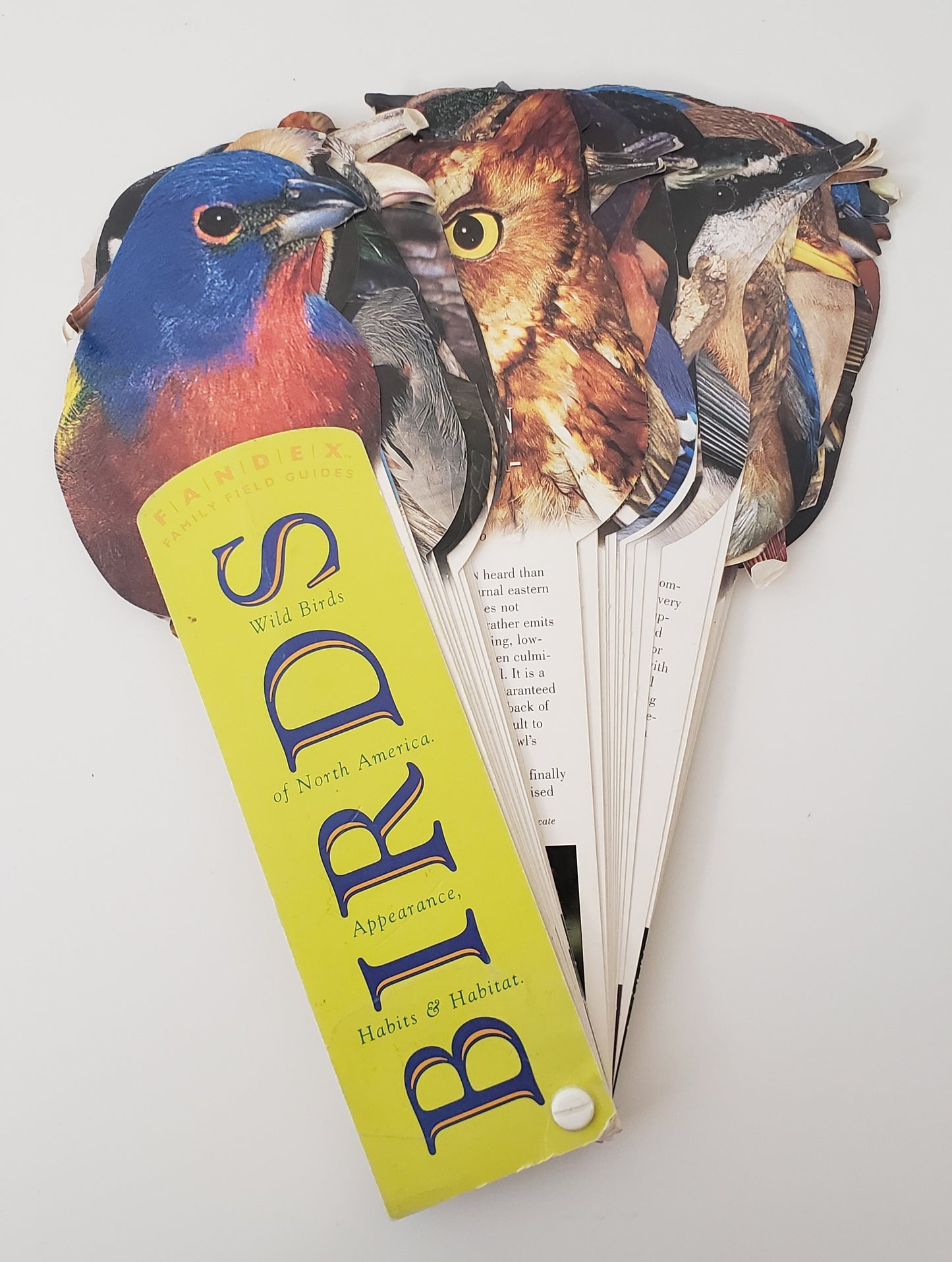 Birds of North America Flaschards