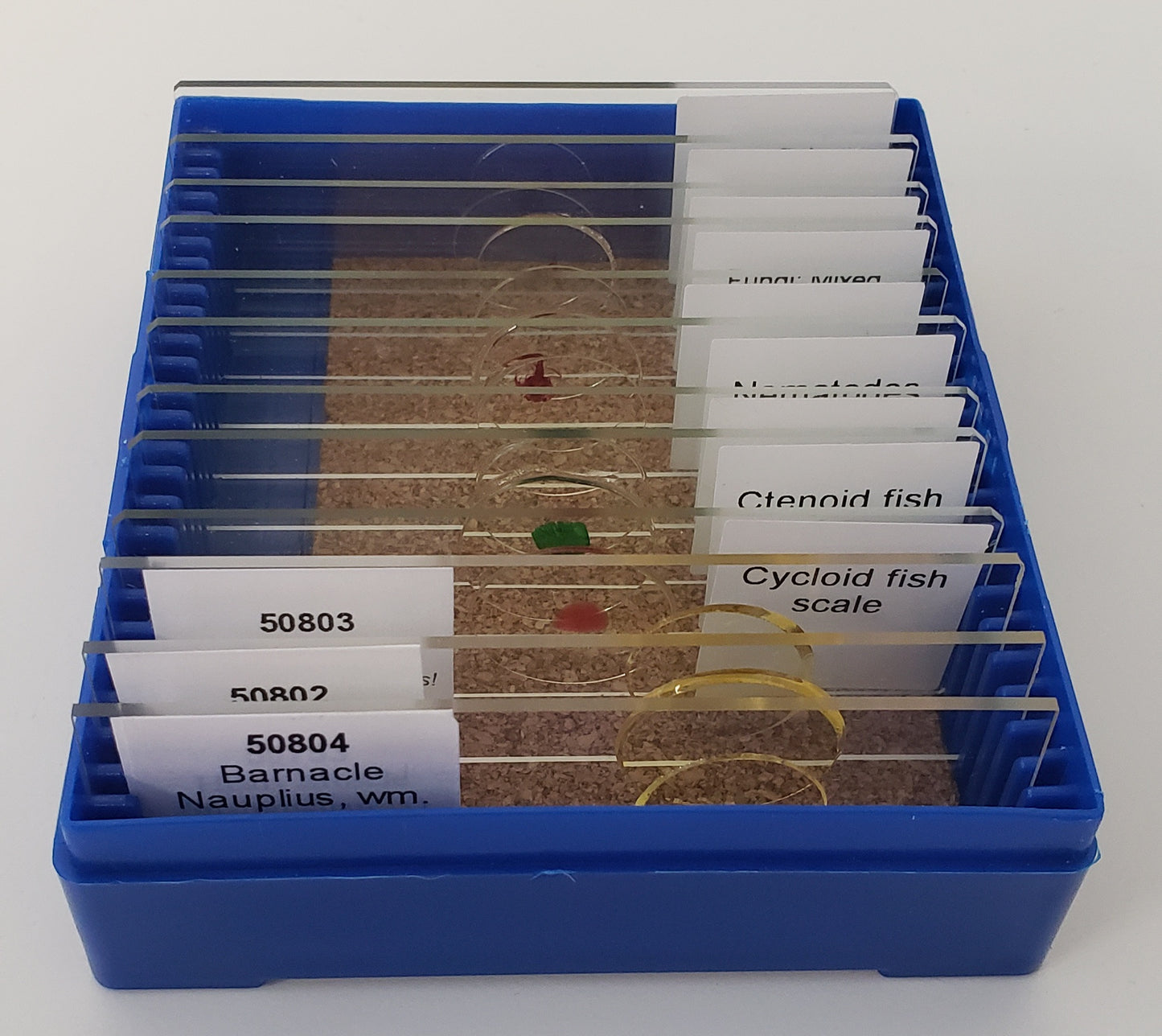 Marine Biology Slide Kit