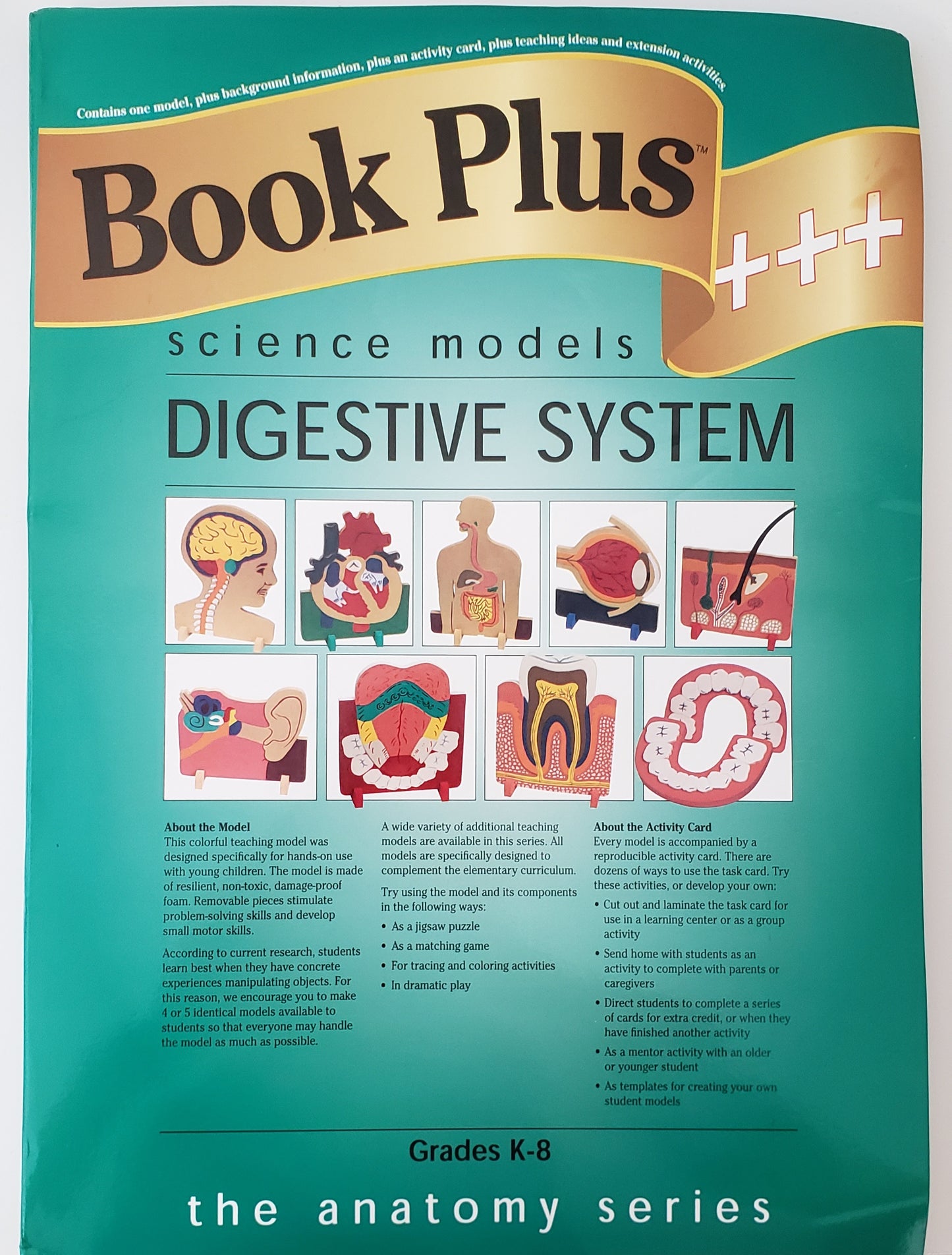 Digestive System Model