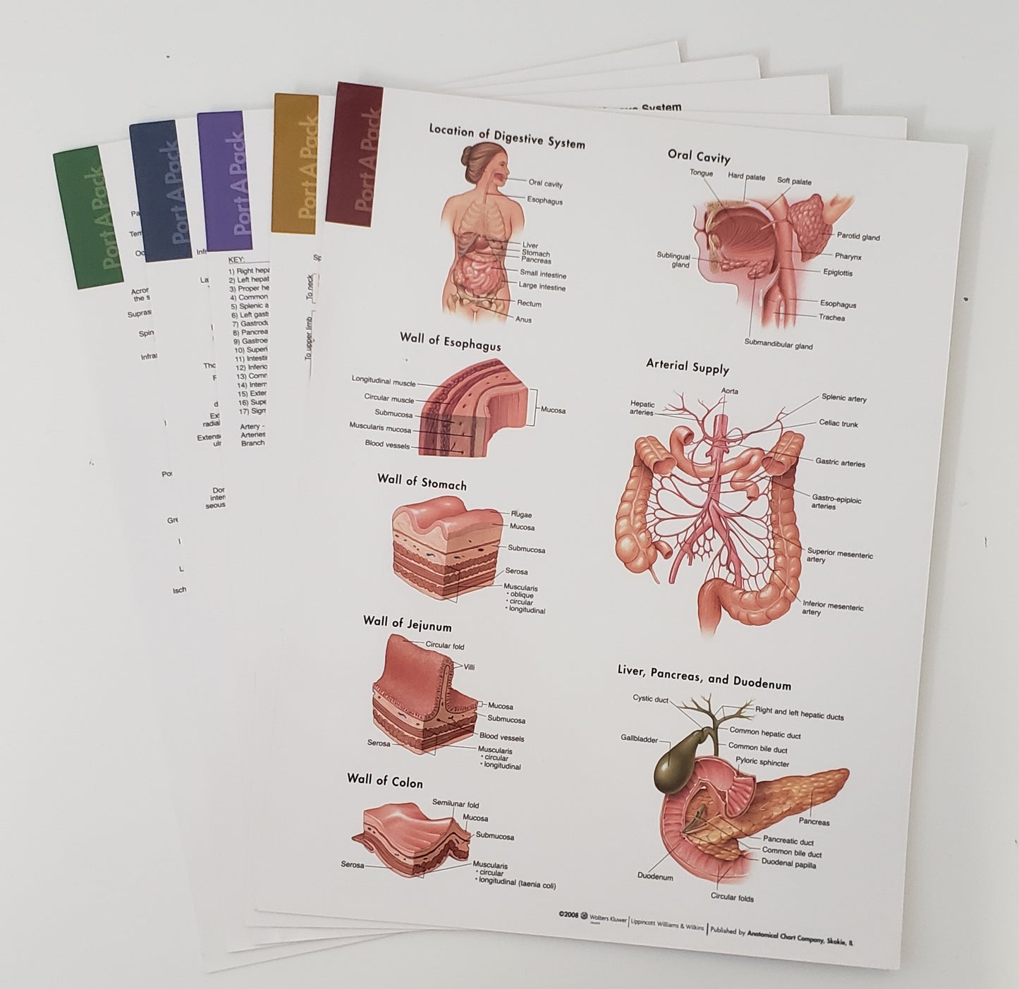 Set of 5 double-sided laminated anatomy charts