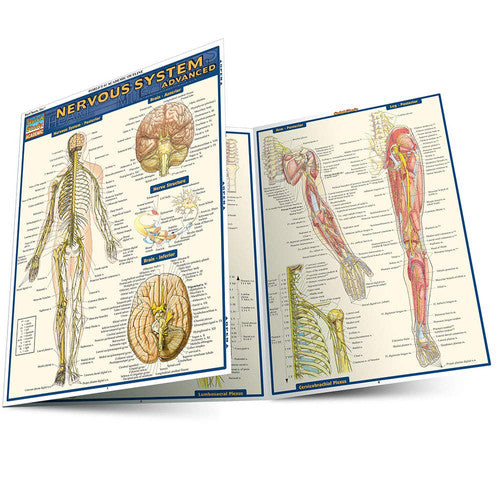 Nervous System Advanced Reference Guide