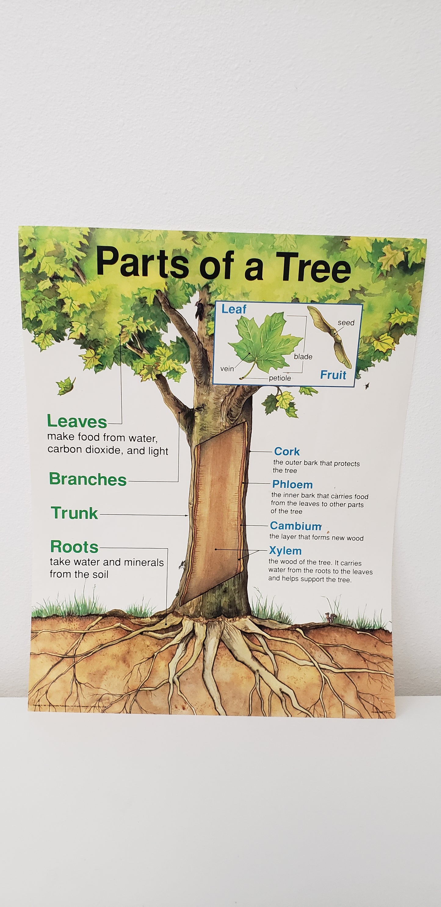Parts of a Tree Poster