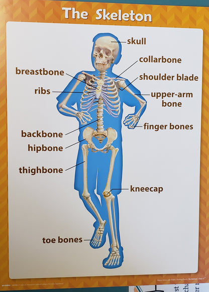 History, Science, & Health 2 Teaching Charts