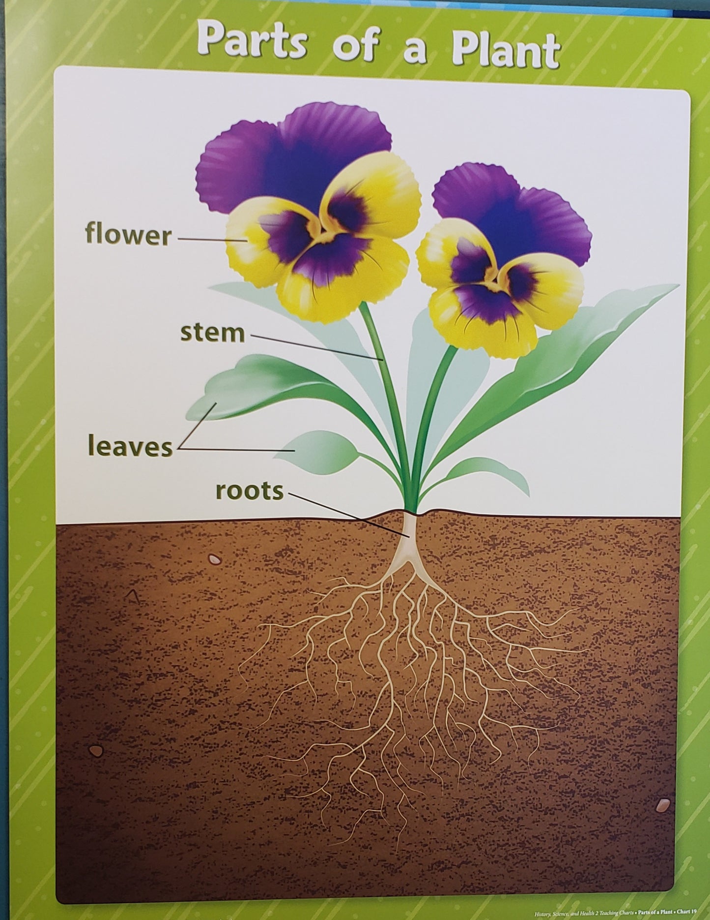 History, Science, & Health 2 Teaching Charts