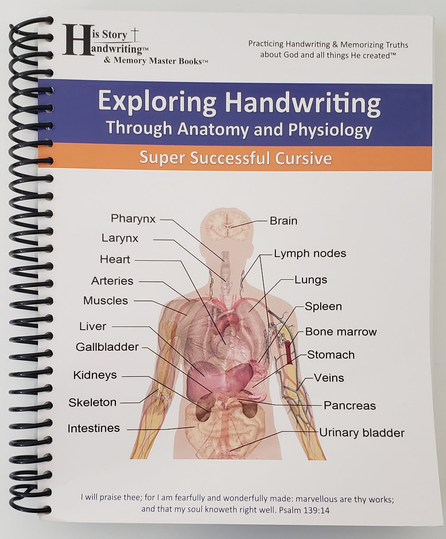 Exploring Handwriting Through Anatomy & Physiology