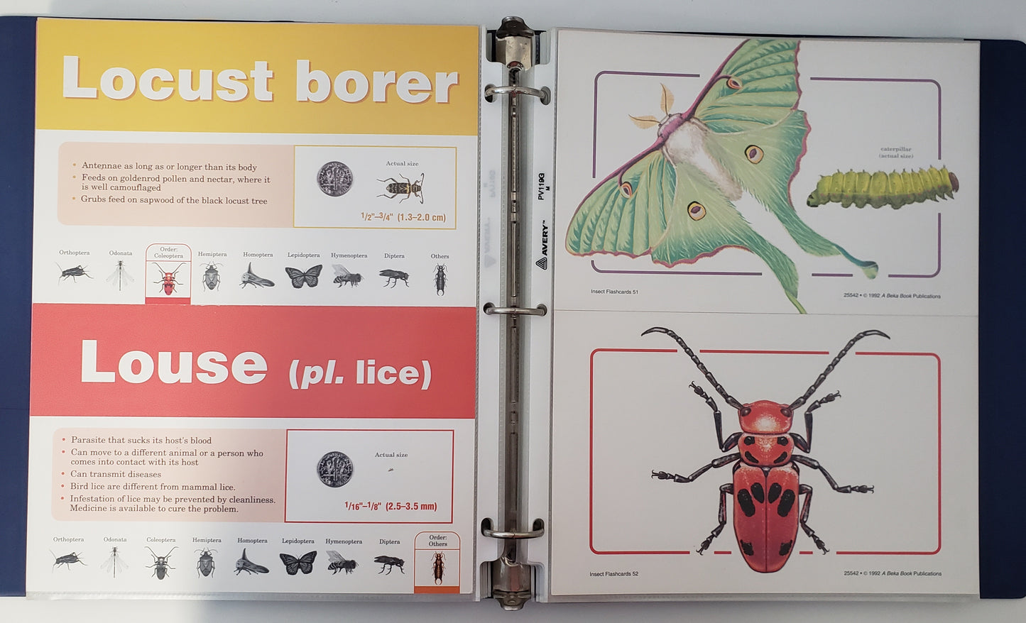 Insects Flashcards