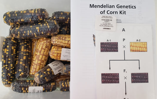 Mendelian Genetics Corn Kit