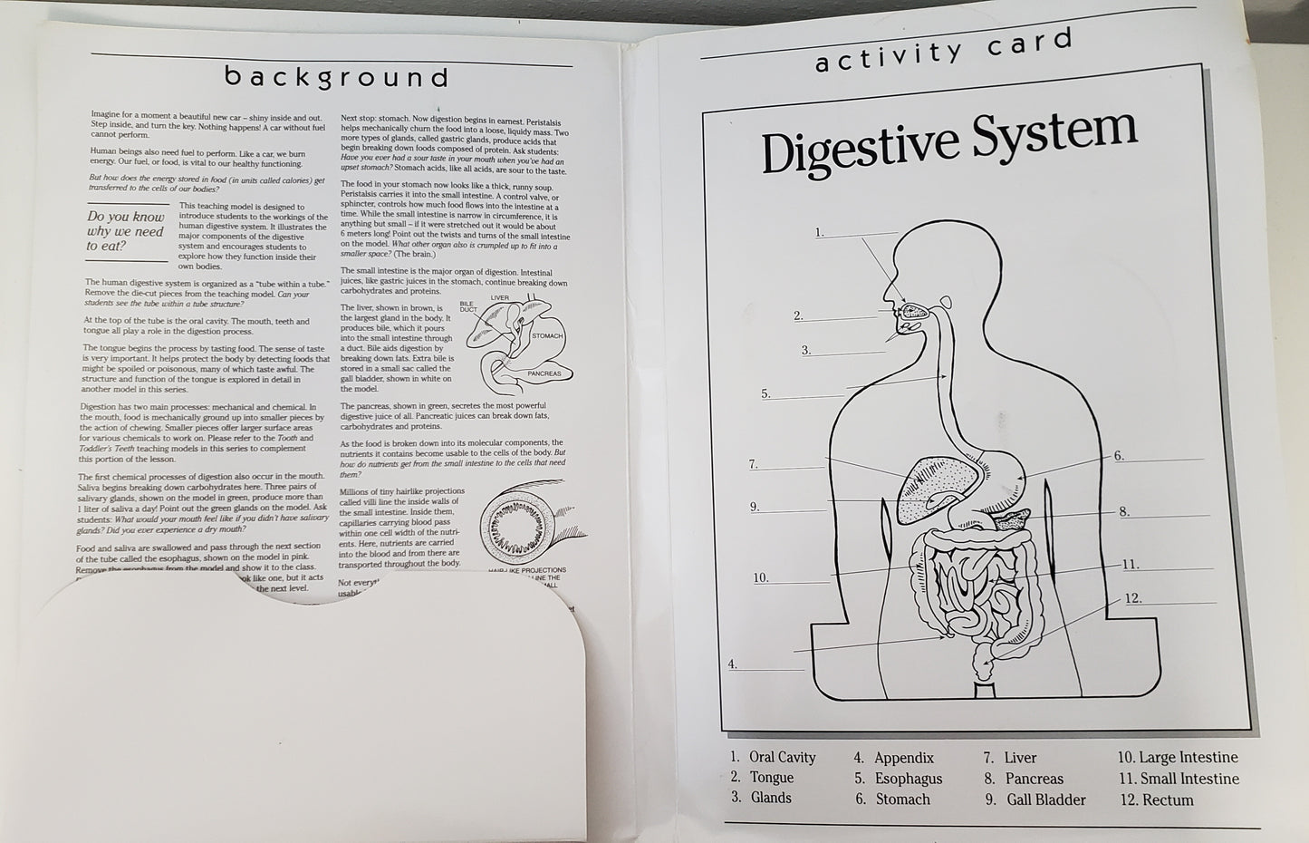 Digestive System Model