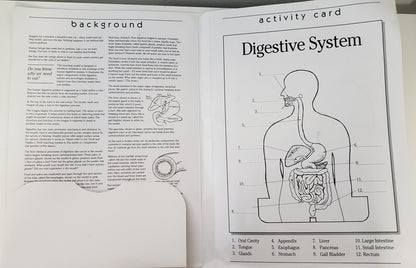 Digestive System Model