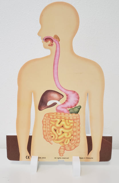 Digestive System Model