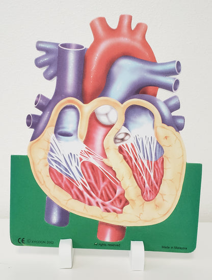 Heart Model