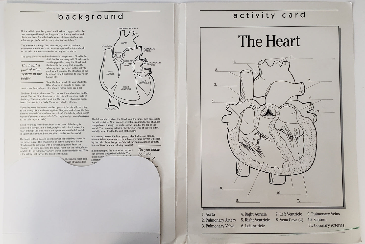 Heart Model