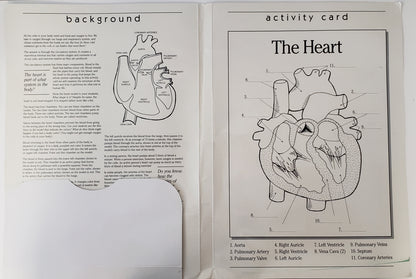 Heart Model