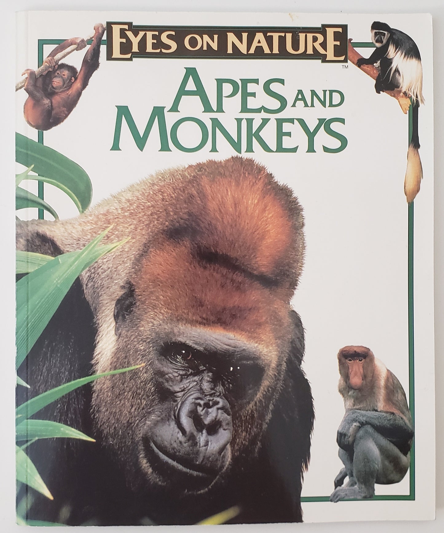 Apes and Monkeys