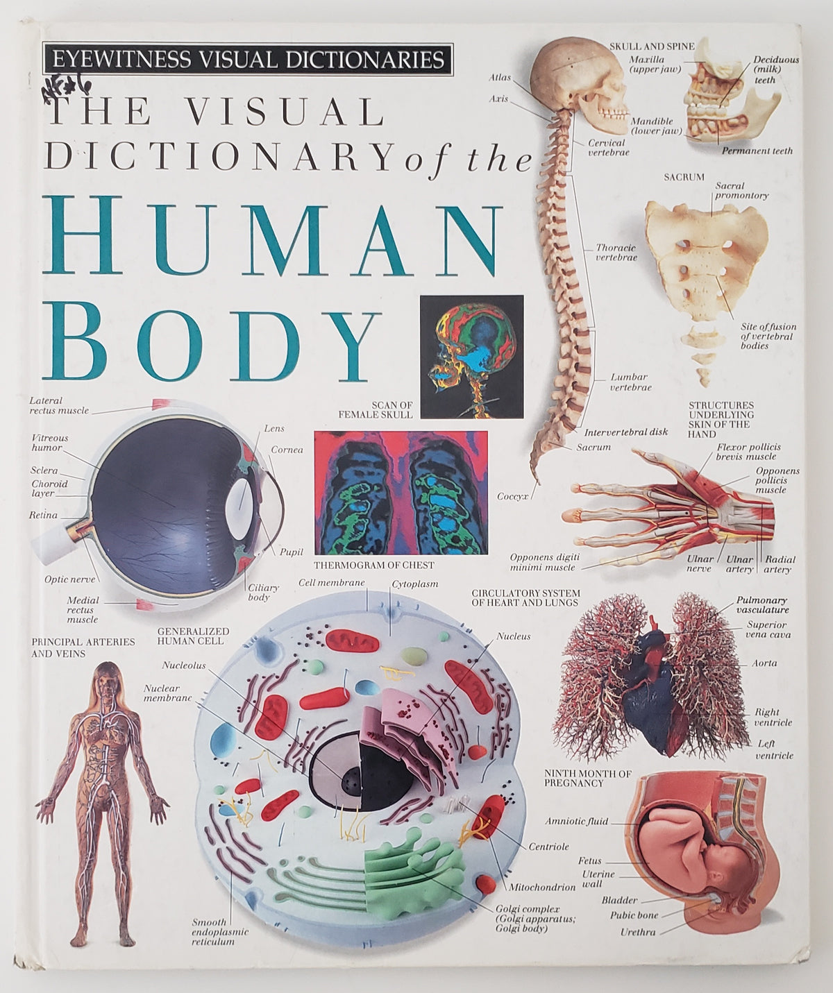 Eyewitness Visual Dictionaries: The Visual Dictionary of the Human Body