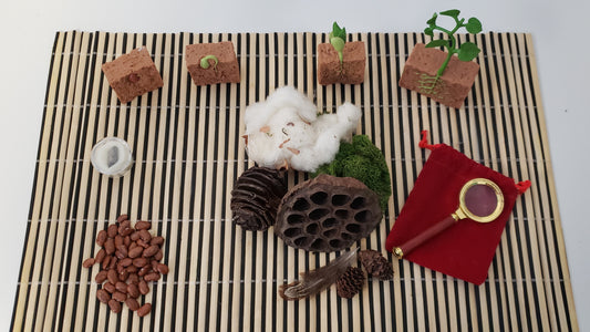 Shoots & Sprouts Set